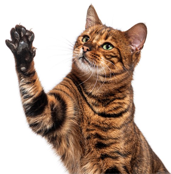 Cat with paw raised